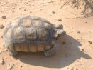 sunbuggy_desert_tortoise_thumb