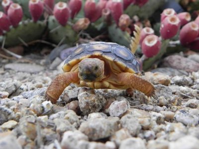 sunbuggy_desert_tortoise